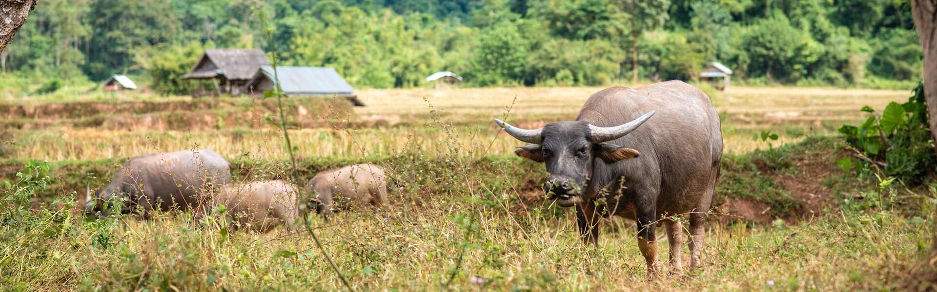 Muang La Buffalos